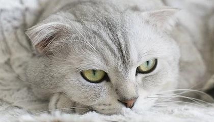 世界杯半决赛时间-首节丢40分！防守体系彻底崩塌的勇士这下麻烦了